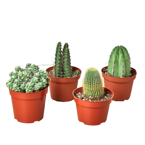 4 Cacti Variety Pack - 4.0&quot; Pot