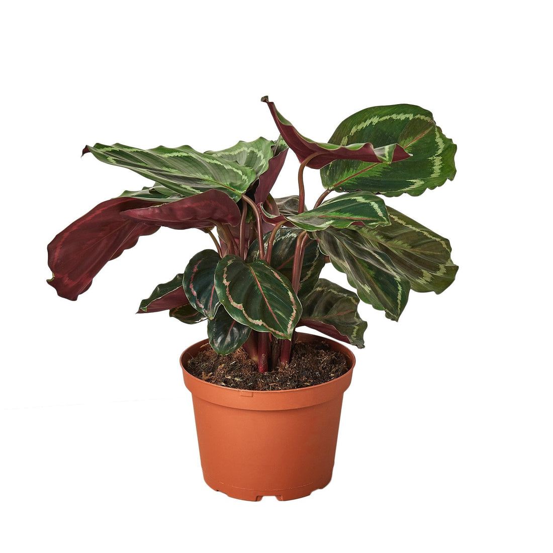 Calathea Roseopicta &