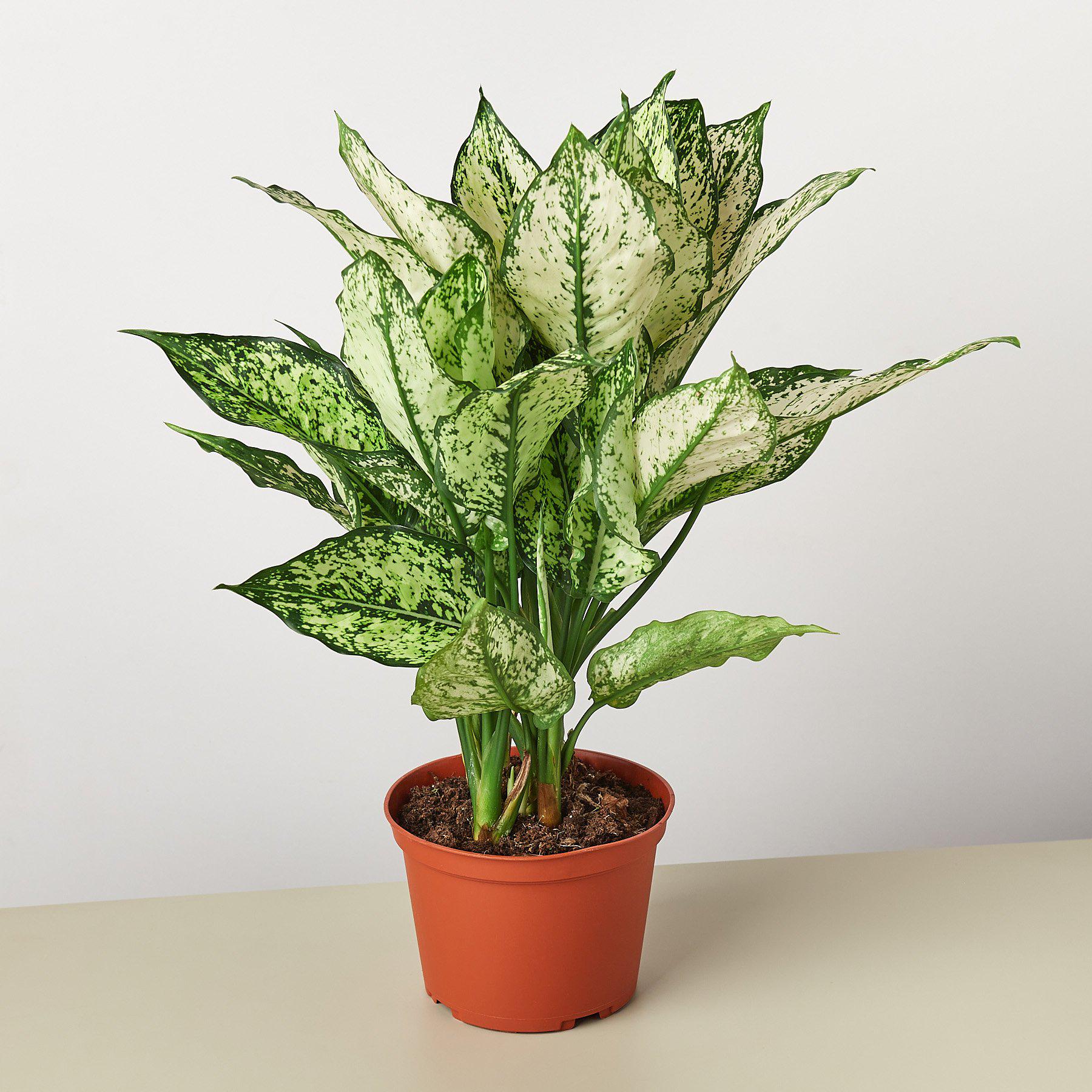 Chinese Evergreen &