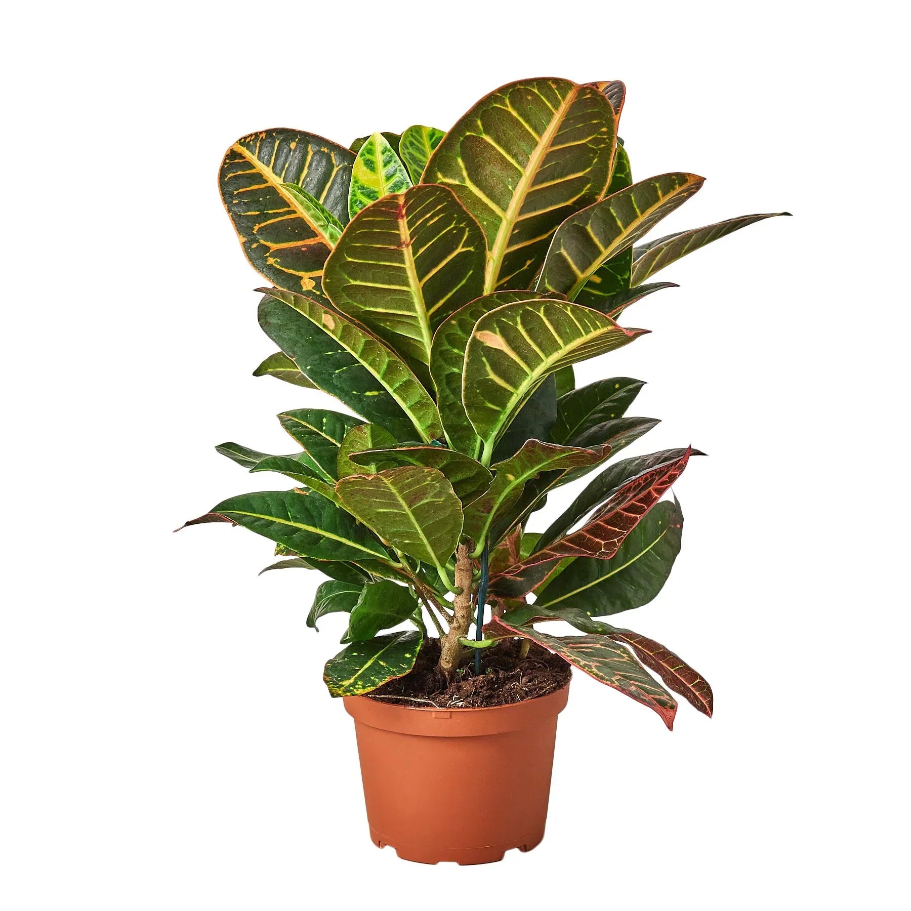 Croton Petra &