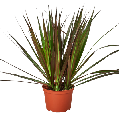 Dracaena &