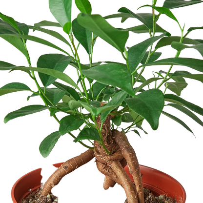 Ficus &