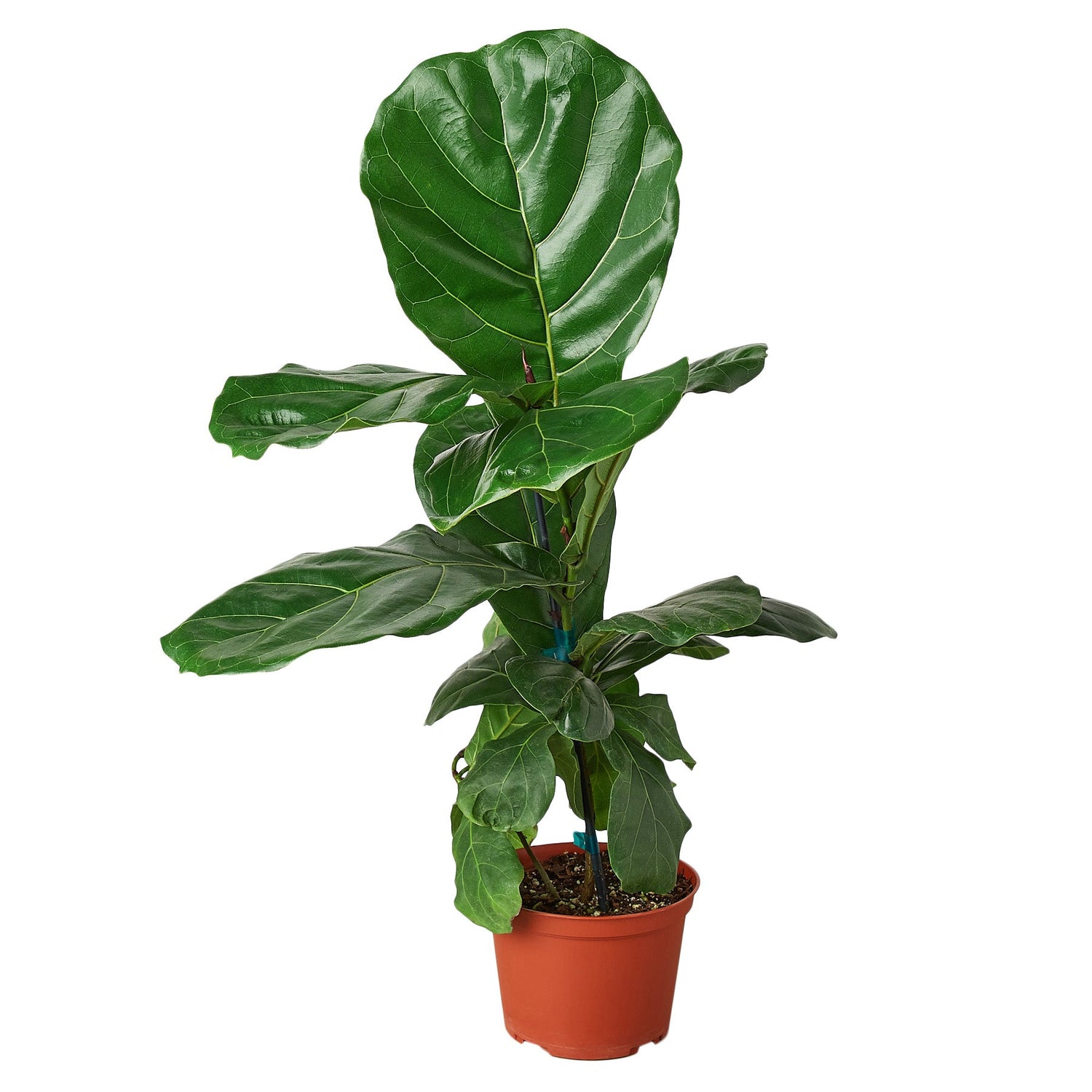 Ficus Lyrata &