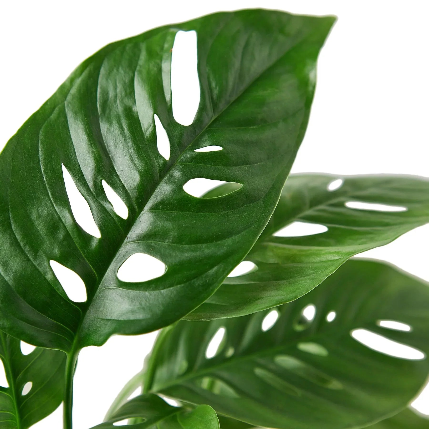 Monstera Adansonii &