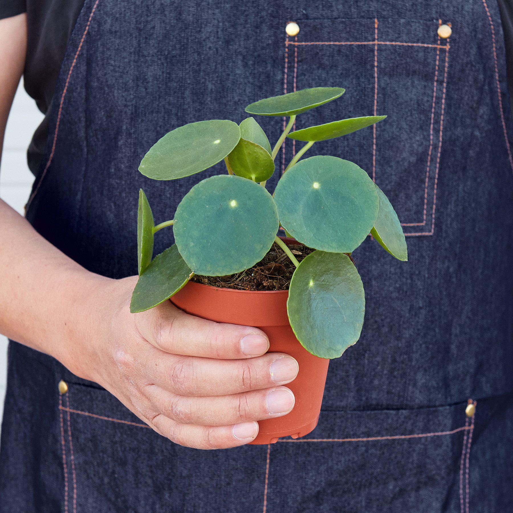 Pilea Peperomioides &