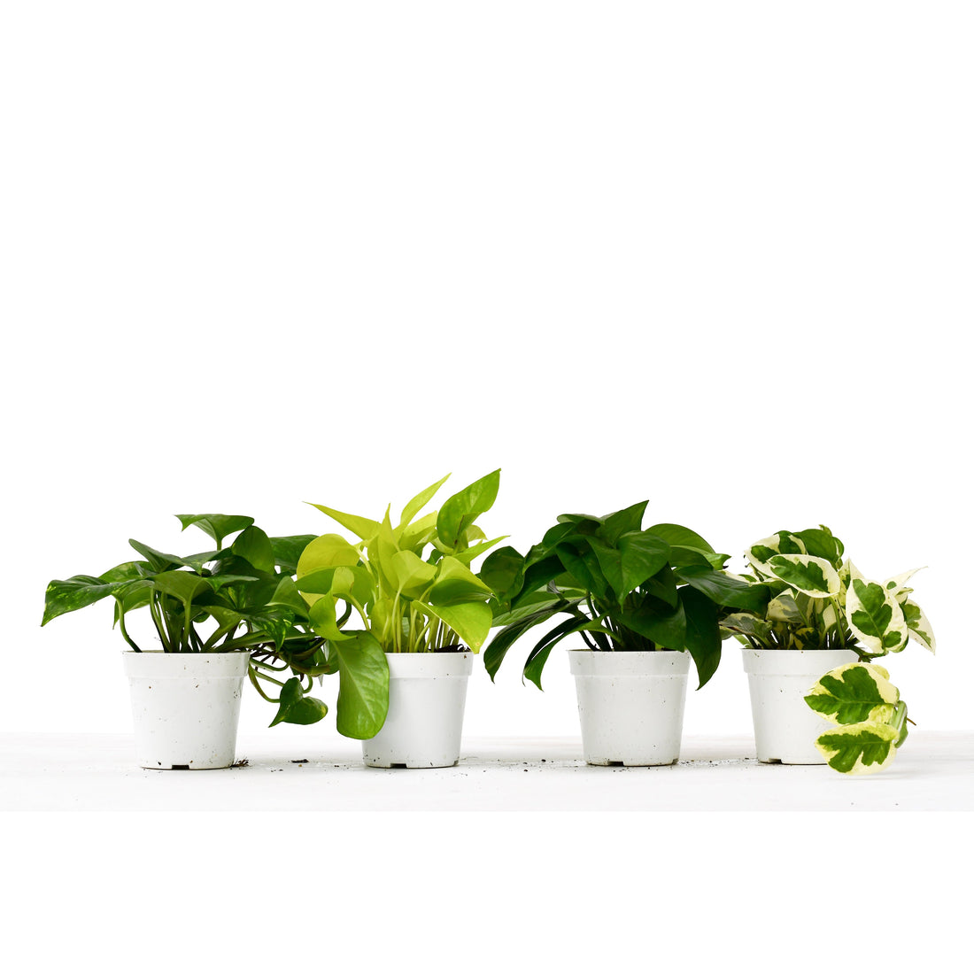 4 Different Pothos Plants in 4&quot; Pots - Live House Plant