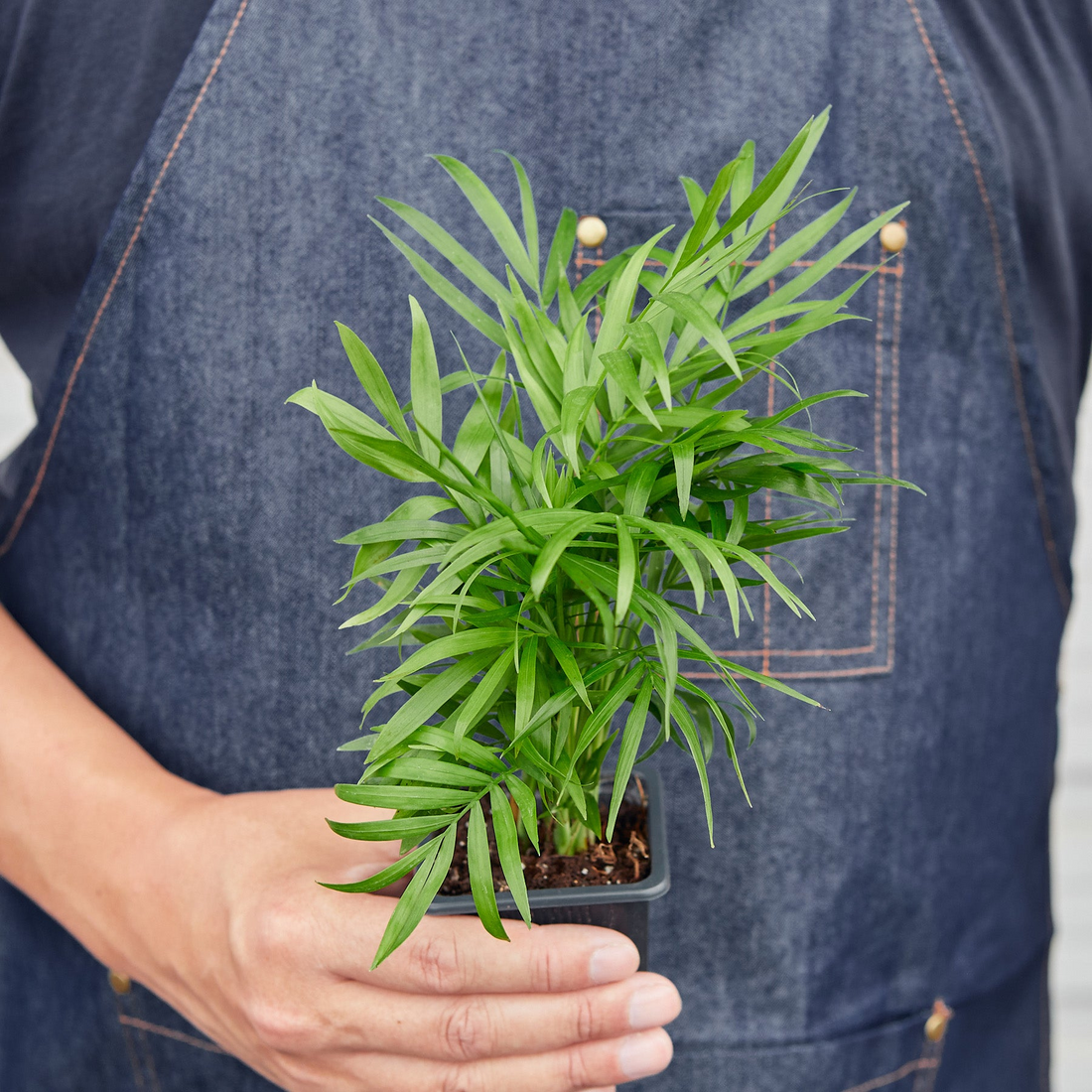 3&quot; Tropical Plant Variety Bundle