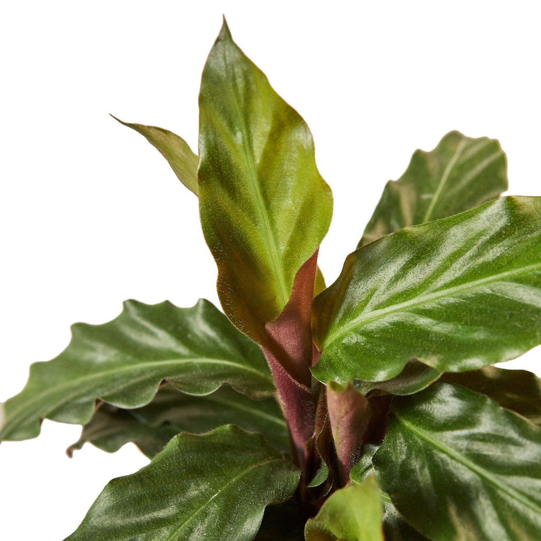 Calathea Rufibarba &