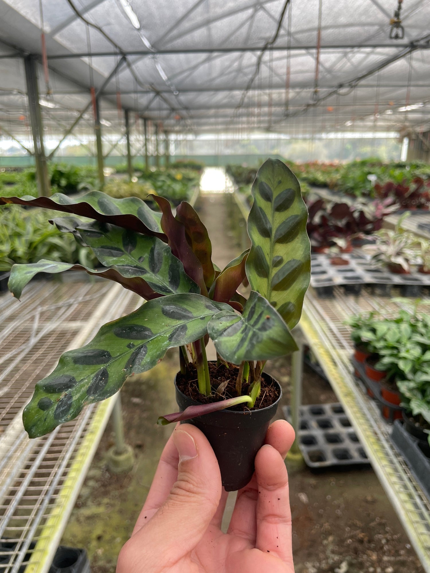 Calathea Lancifolia &