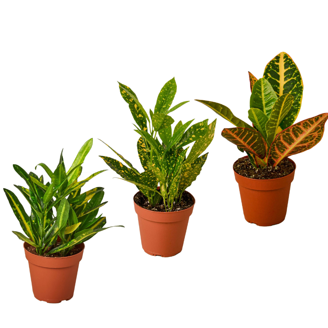 3 Croton Variety Pack / 4&quot; Pot / Live Plant / House Plant