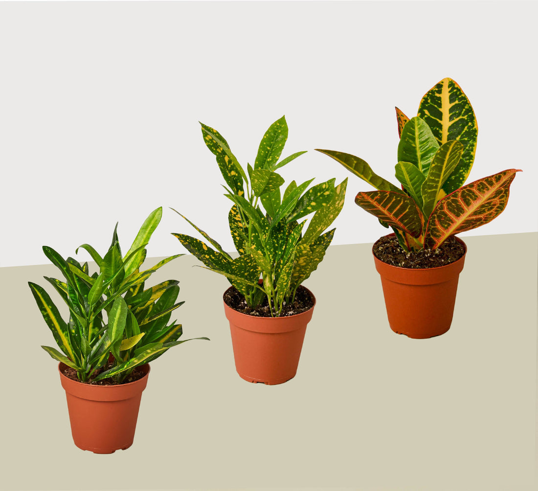 3 Croton Variety Pack / 4&quot; Pot / Live Plant / House Plant