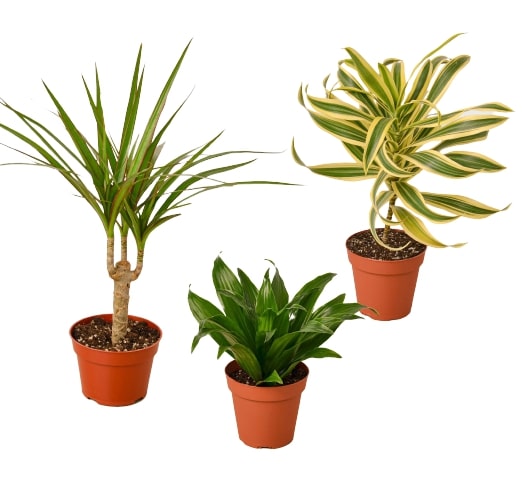 3 Different Dracaenas Variety Pack - 4&quot; Pot