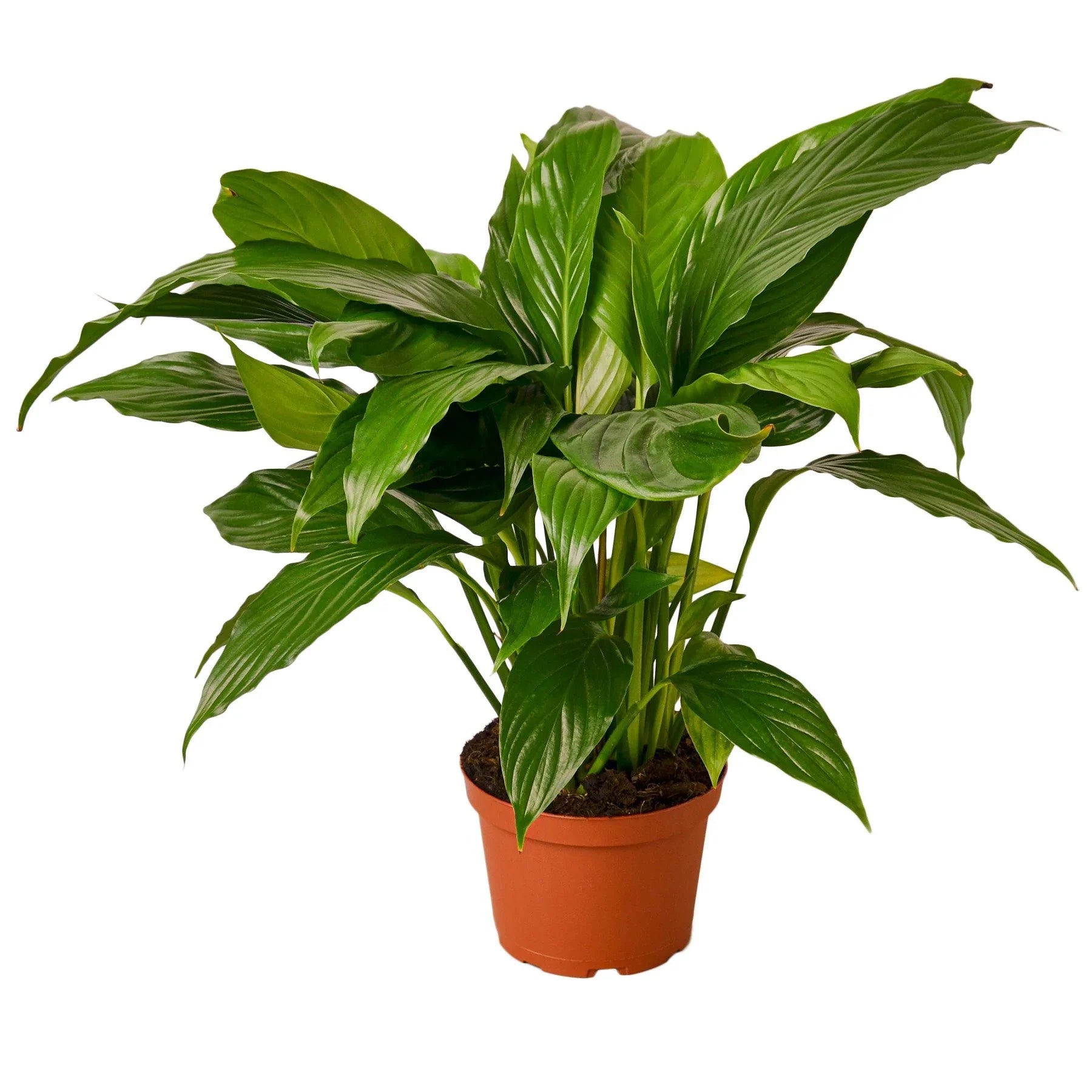 Spathiphyllum &