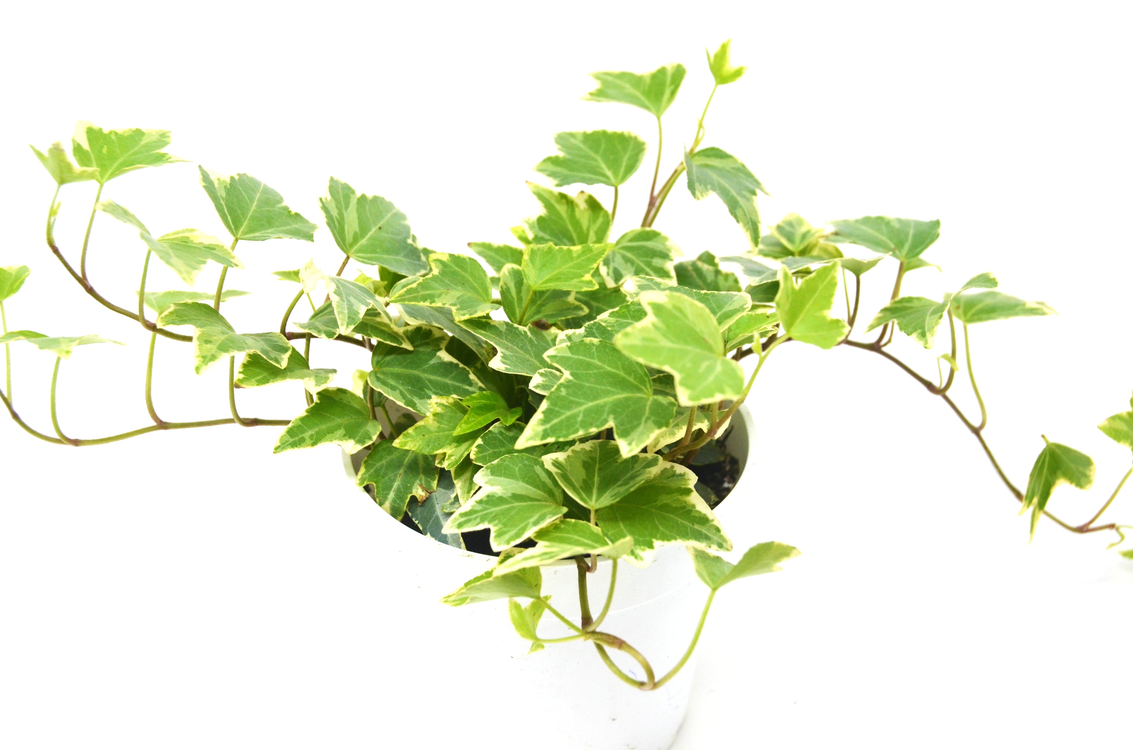 English Ivy &