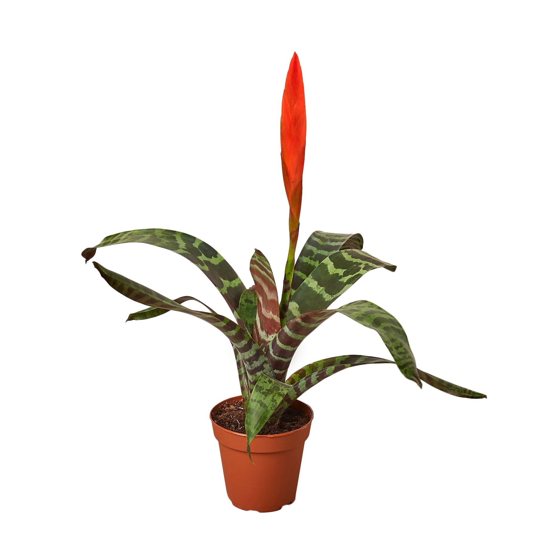 Bromeliad Vriesea &