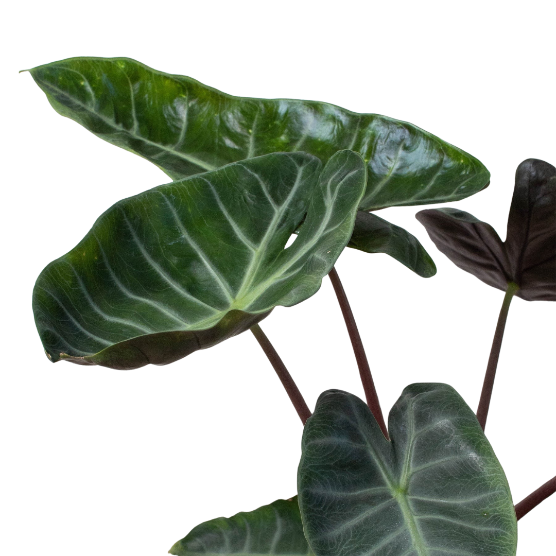 Alocasia &