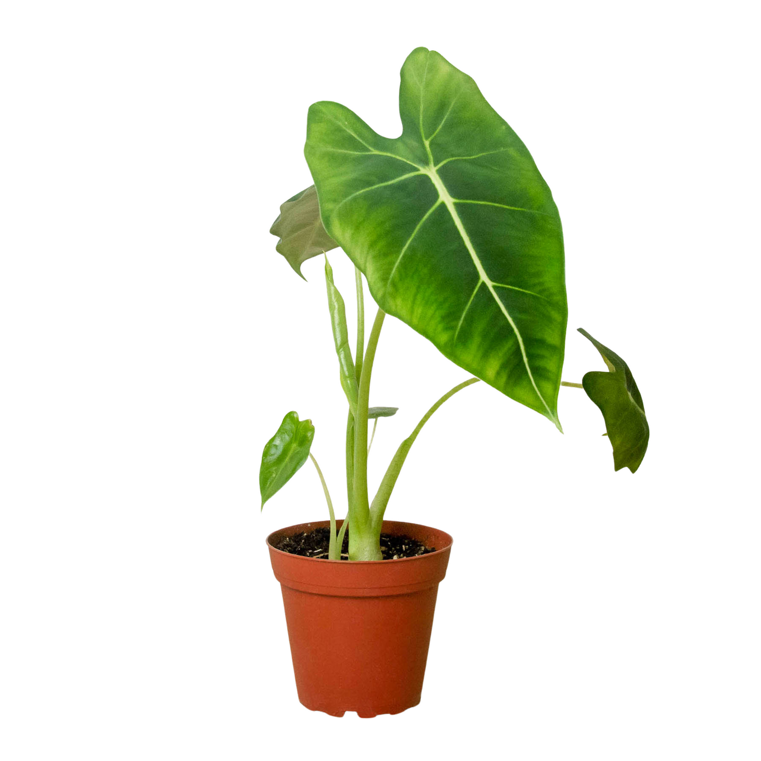 Alocasia Micholitziana &