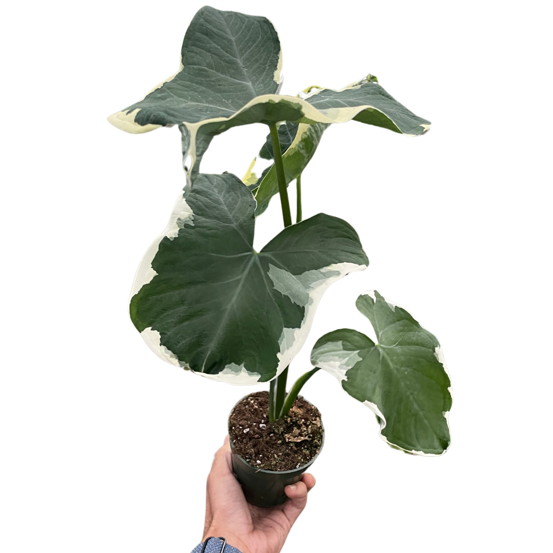 Alocasia &