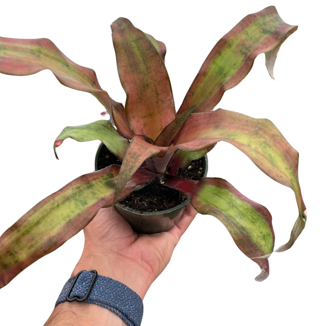 Cryptanthus &