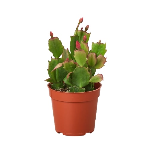 Zygocactus &