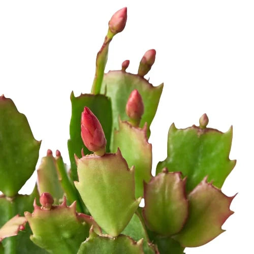 Zygocactus &