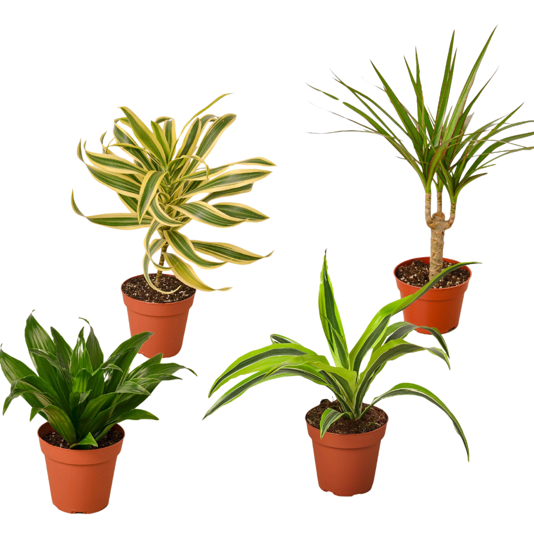 4 Different Dracaenas Variety Pack - Live House Plant - FREE Care Guide - 4&quot; Pot