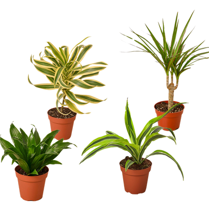 4 Different Dracaenas Variety Pack - Live House Plant - FREE Care Guide - 4&quot; Pot