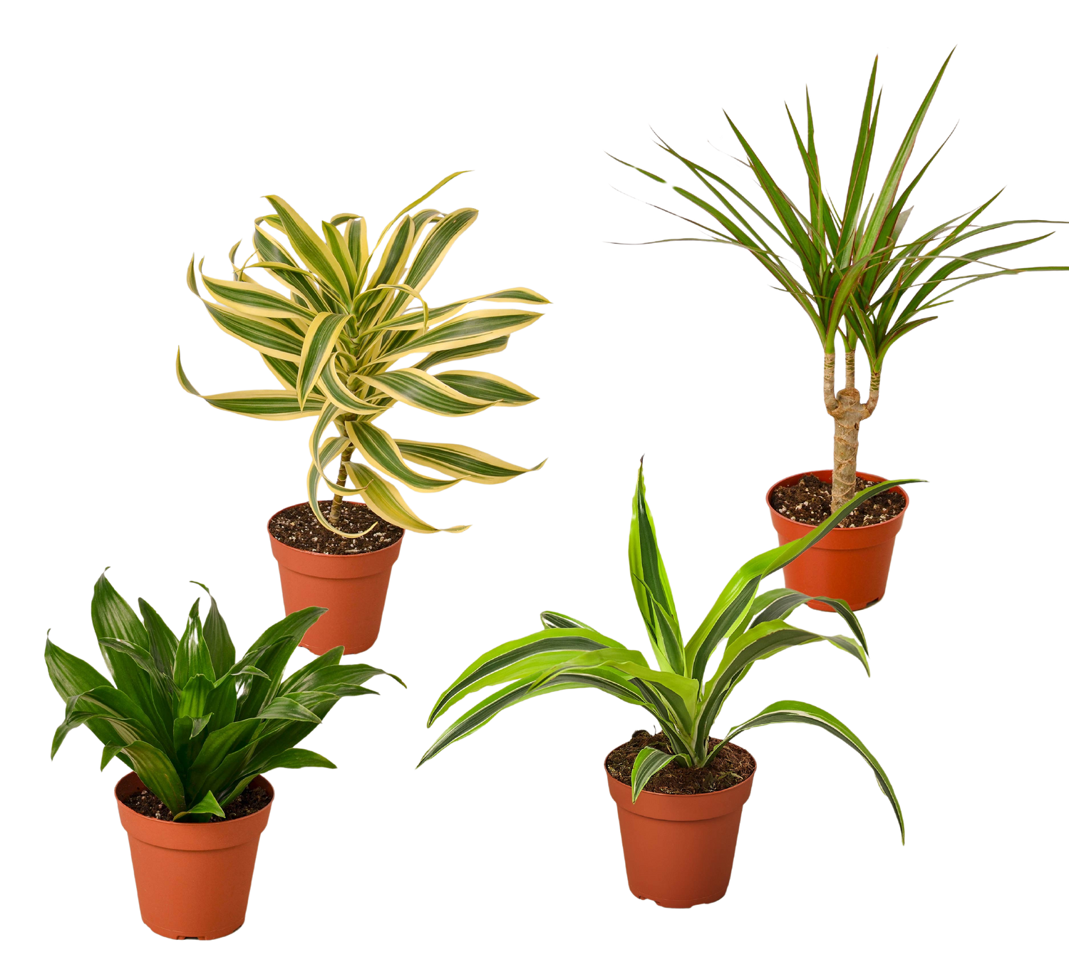 4 Different Dracaenas Variety Pack - Live House Plant - FREE Care Guide - 4&quot; Pot