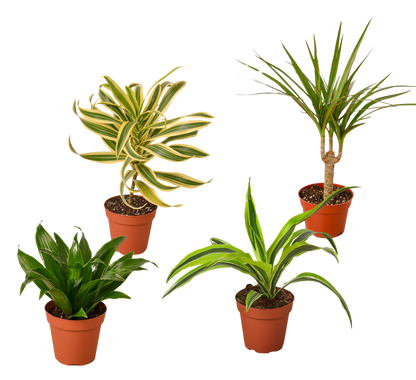 4 Different Dracaenas Variety Pack - Live House Plant - FREE Care Guide - 4&quot; Pot