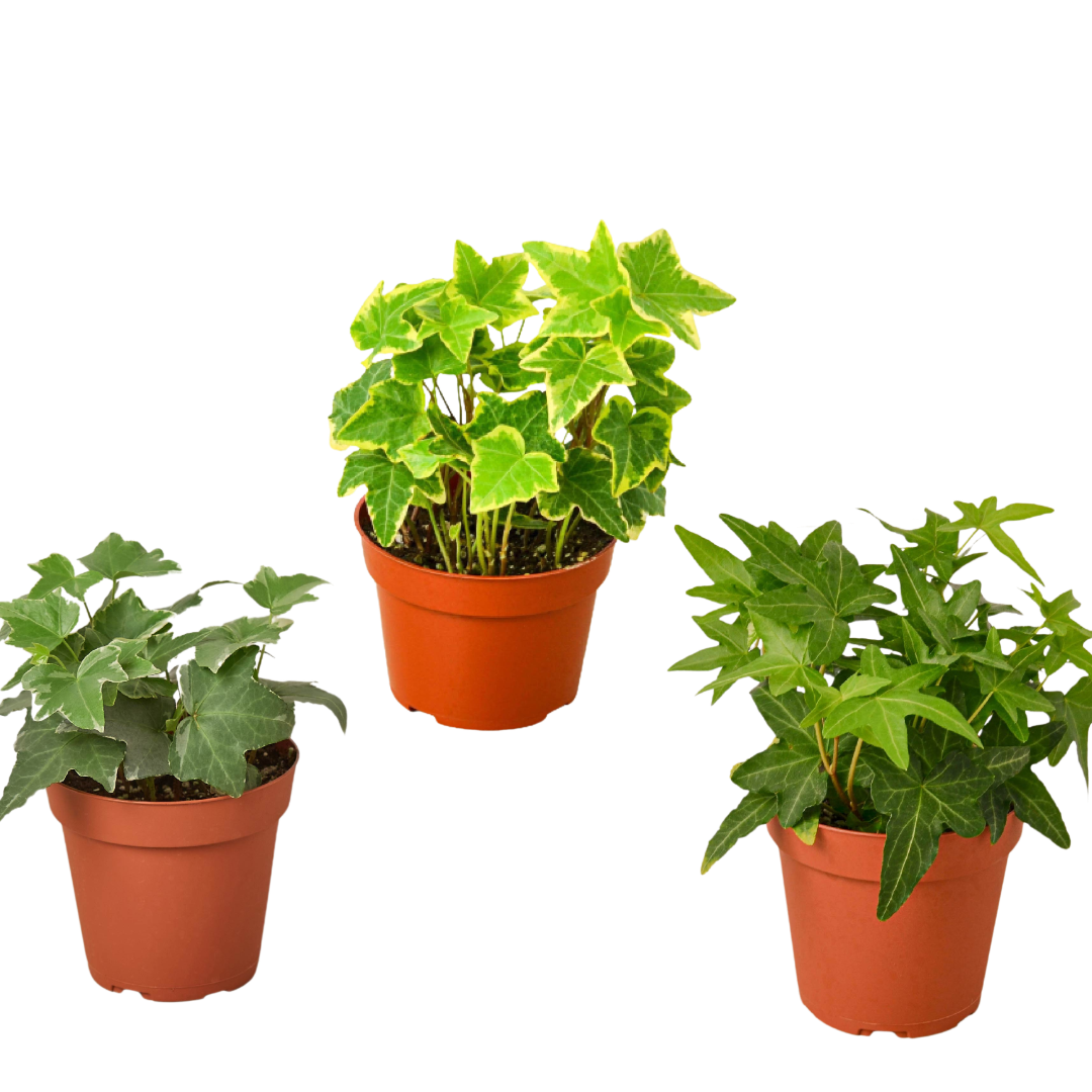 3 Different English Ivy Plants - 4&quot; Pot - Live House Plant