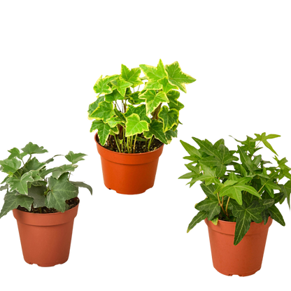 3 Different English Ivy Plants - 4&quot; Pot - Live House Plant