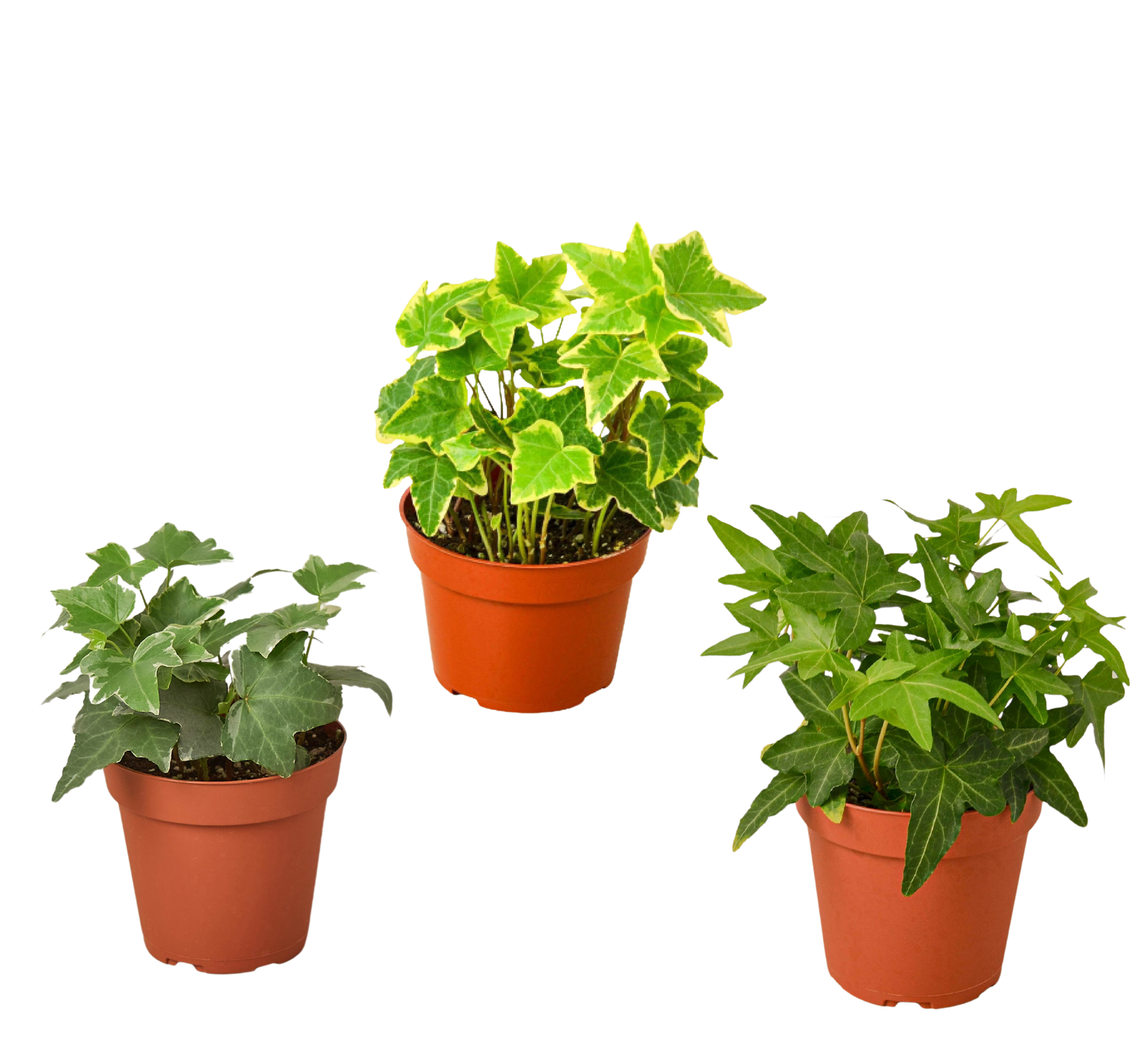 3 Different English Ivy Plants - 4&quot; Pot - Live House Plant