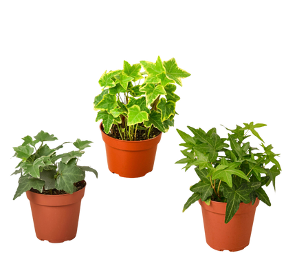 3 Different English Ivy Plants - 4&quot; Pot - Live House Plant