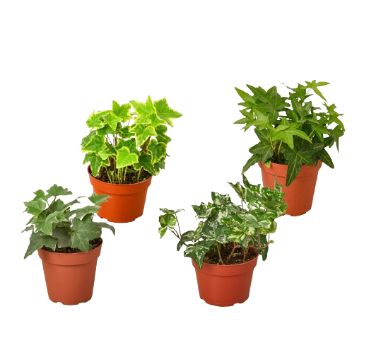 4 Different English Ivy Plants - 4&quot; Pots - Live House Plant