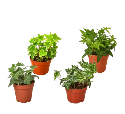 4 Different English Ivy Plants - 4&quot; Pots - Live House Plant