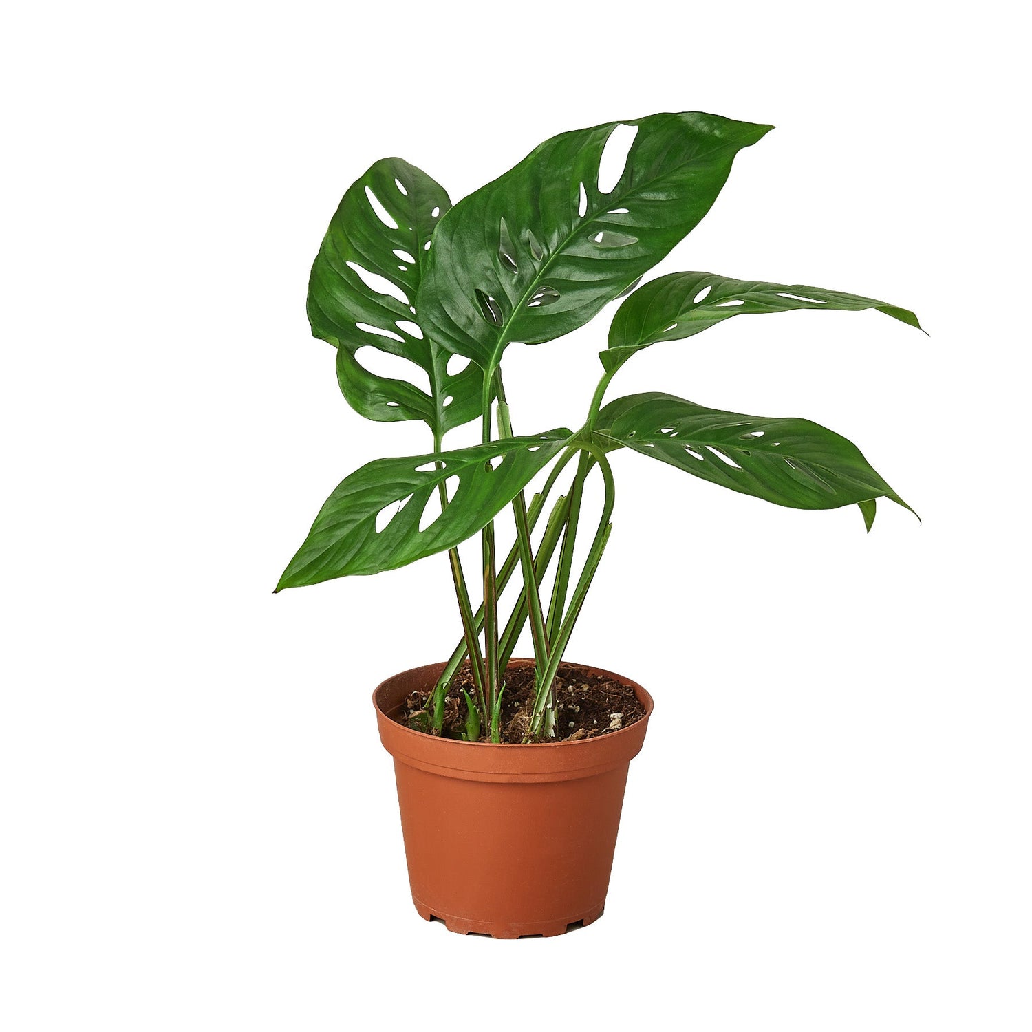 Monstera Adansonii &