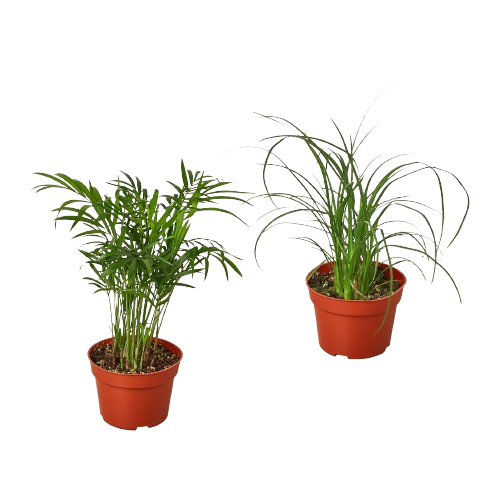 2 Palm Variety Pack / 4&quot; Pots / Live Plant / House Plant