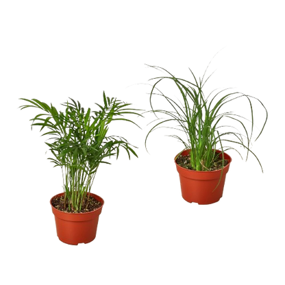 2 Palm Variety Pack / 4&quot; Pots / Live Plant / House Plant