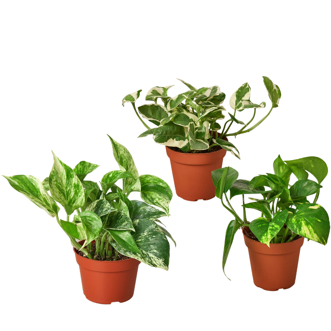 3 Pothos Variety Pack / 4&quot; Pot / Live Plant / Home and Garden Plants