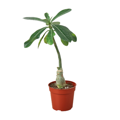 Succulent Adenium Obesum &