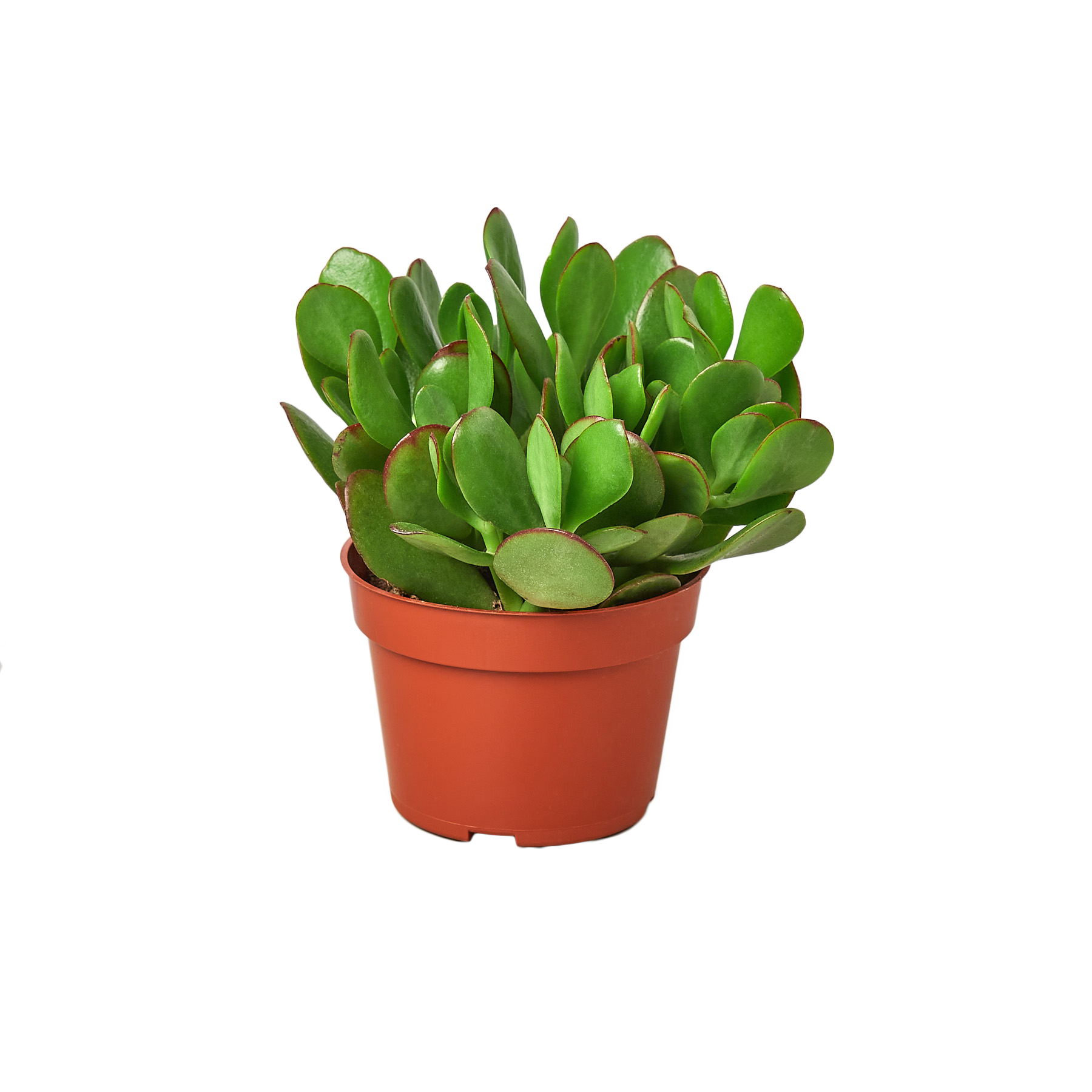 1 Succulent Monthly Subscription Box