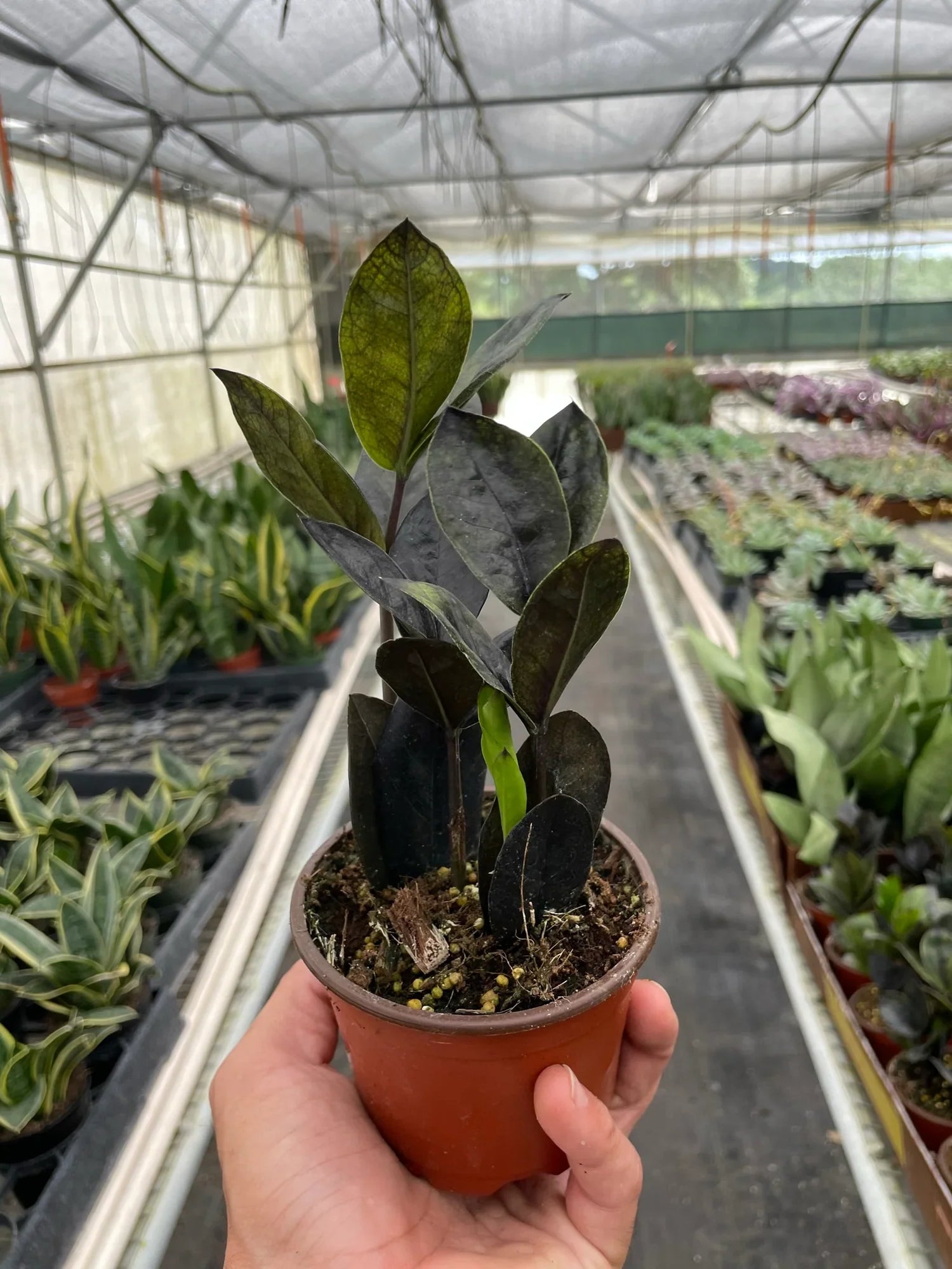 ZZ Zamioculcas &