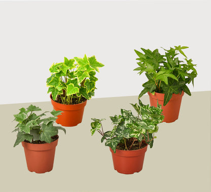 4 Different English Ivy Plants - 4&quot; Pots - Live House Plant