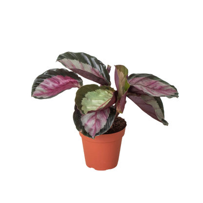 Calathea roseopicta &