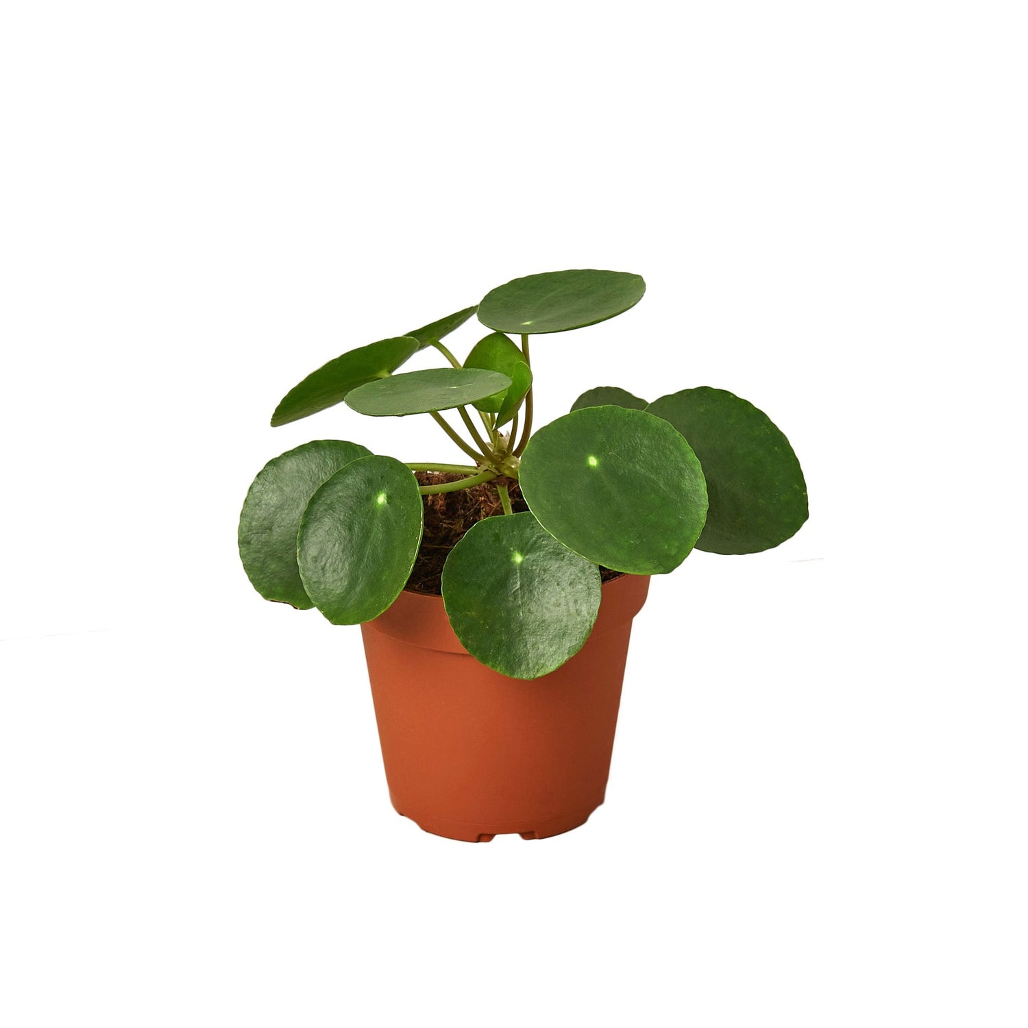 Pilea Peperomioides &