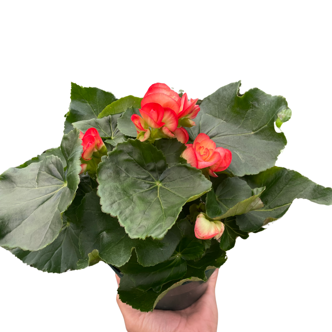 Begonia &