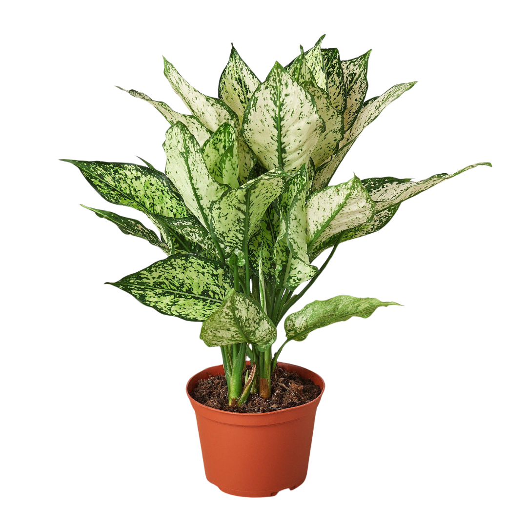 Chinese Evergreen &