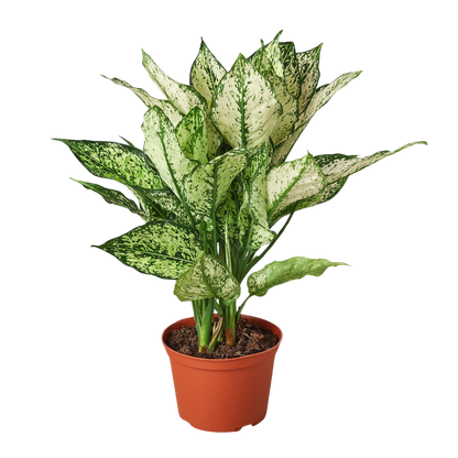 Chinese Evergreen &