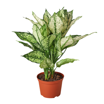 Chinese Evergreen &