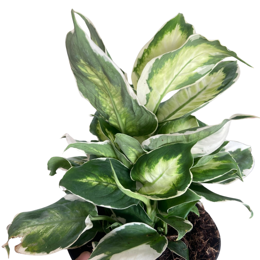 Dieffenbachia &